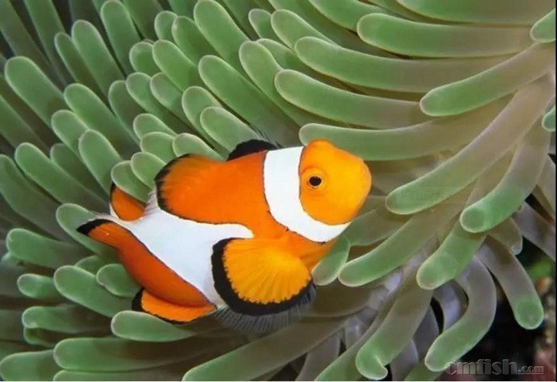 【余溪之海】海缸共生生物大全:管虫还能揍海星?