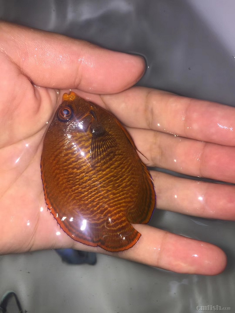 10月22日今天周一橙波纹吊,十一间仙,金毛巾 ,钻石