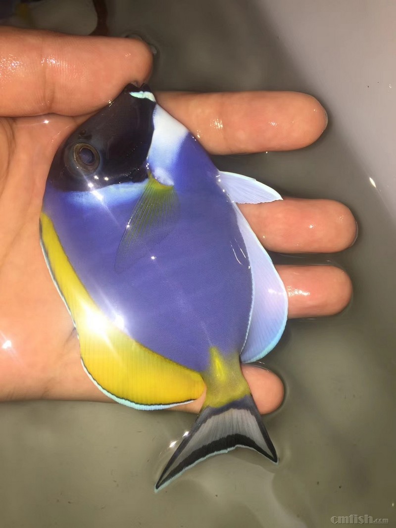 广州海峰水族-专业海水鱼珊瑚批发 69 10月22日今天周一橙波纹吊