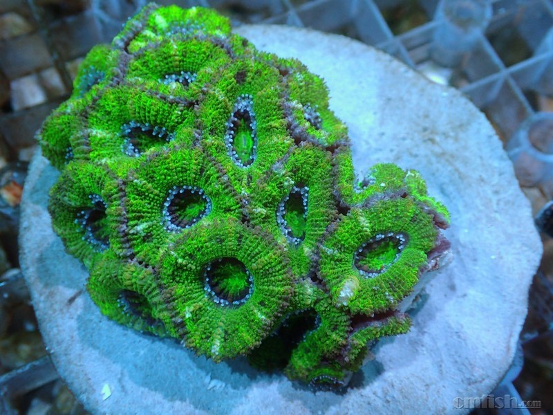 活动特价珊瑚 绿皮革50 红白硬管虫50 孤耳菇50 澳洲绿糖果脑88