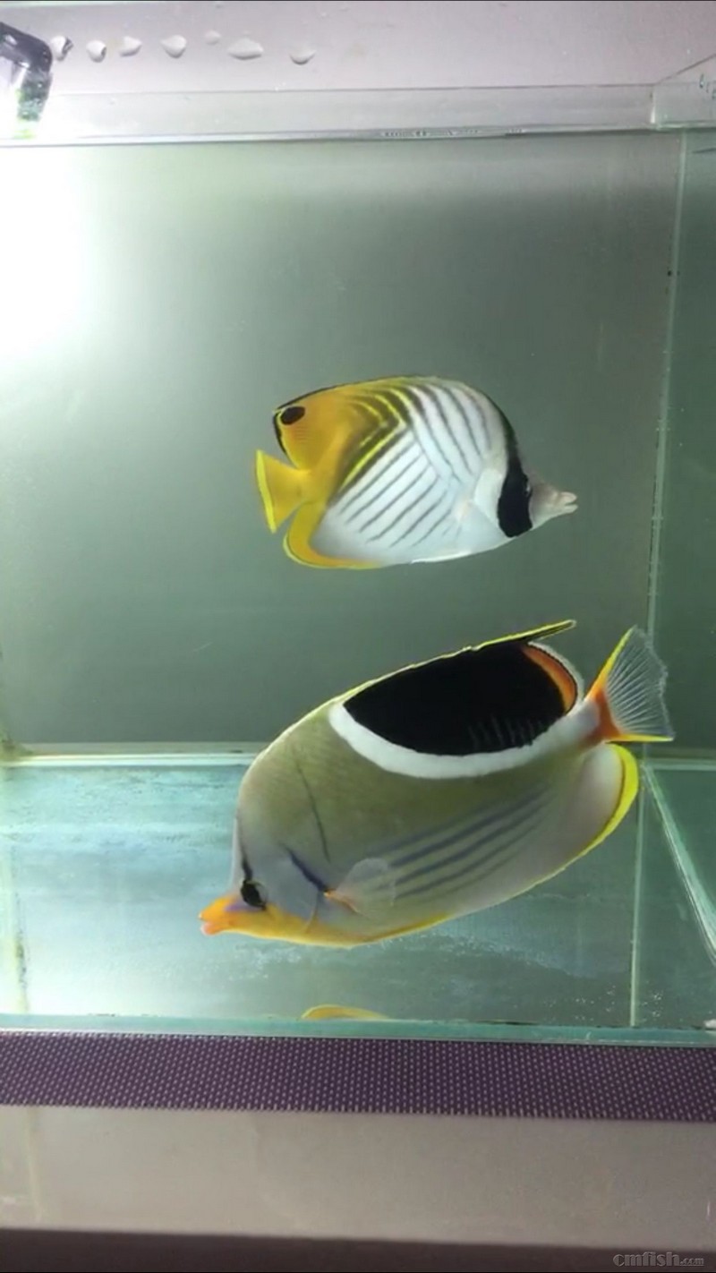 哈尔滨出月光蝶人字蝶