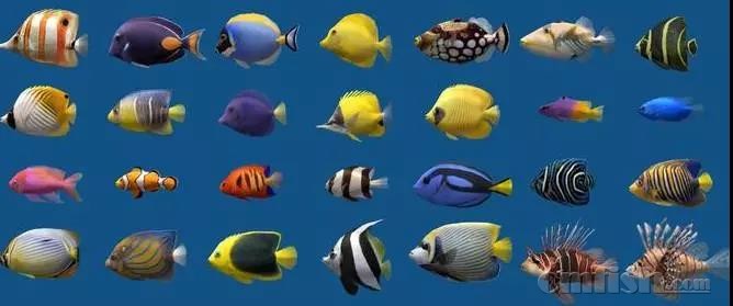 适合新手的鱼类搭配组合