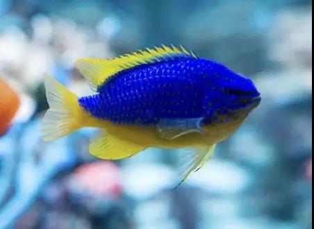 【余溪之海】40/60/90/120海缸养什么鱼?适合新手的鱼类搭配组合