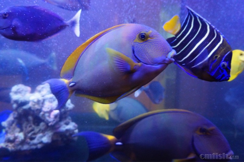 广州出老鱼 耳斑仙 澳仙公 和尚吊 角吊 蓝吊