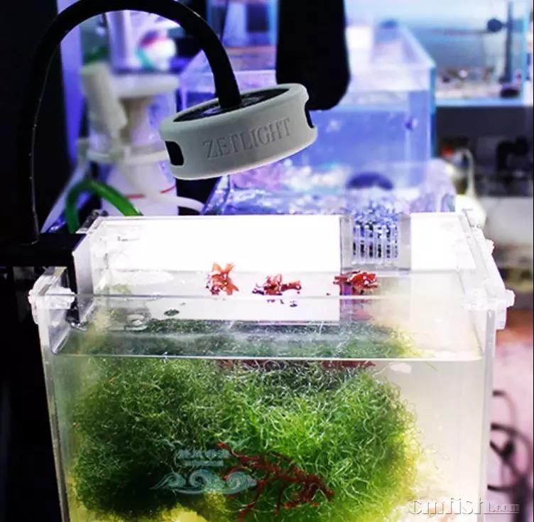余溪之海 小谈藻缸灯的选择 余溪之海 Cmf海友论坛 手机版 Powered By Discuz