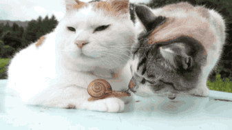 ΢��ͼƬ_20181107101439.gif