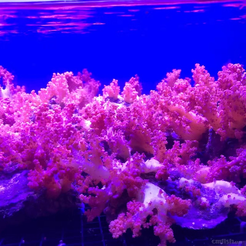69 广州海峰水族-专业海水鱼珊瑚批发 69 11月8日明天周四水桃花