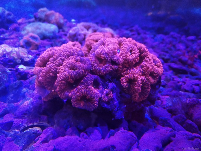 应广大客户需求,库存大量精品珊瑚及海葵附图.