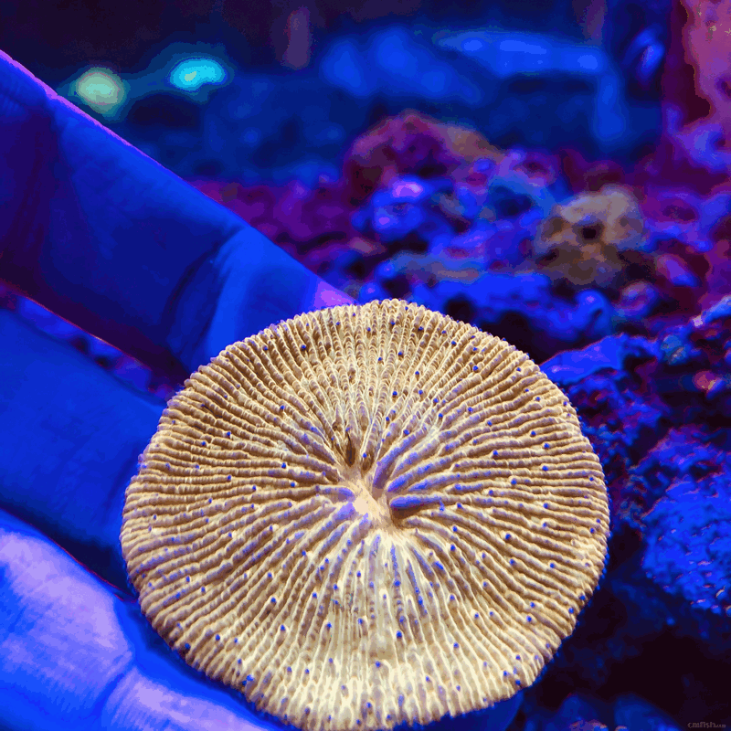 应广大客户需求,库存大量精品珊瑚及海葵附图.