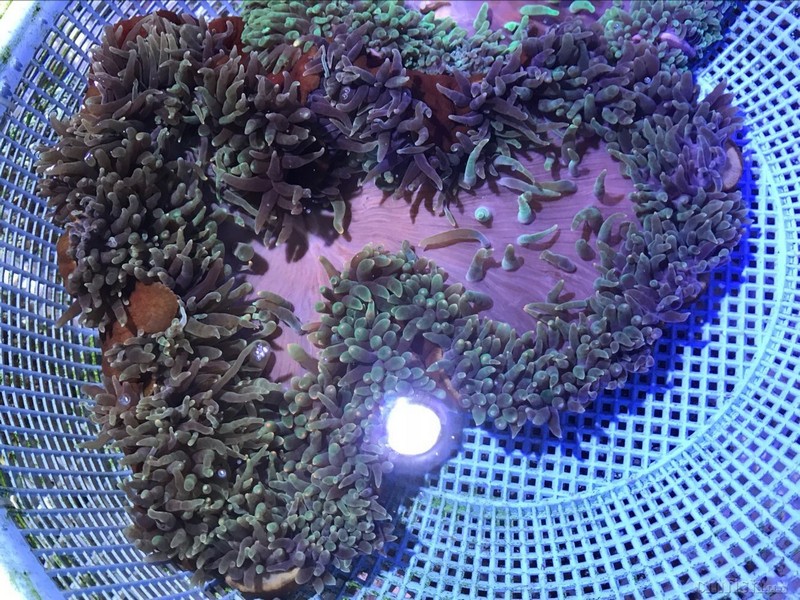 应广大客户需求,库存大量精品珊瑚及海葵附图.