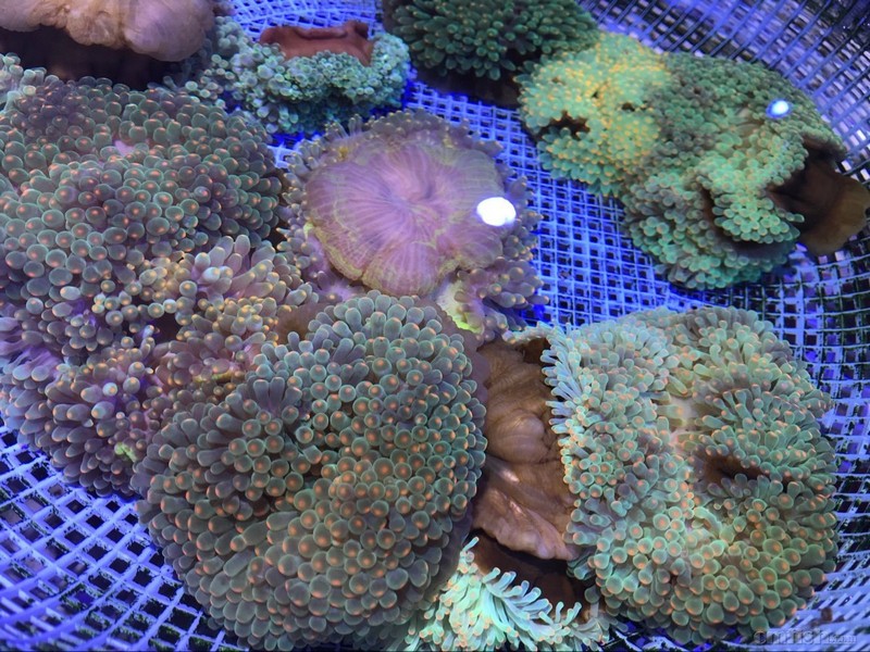 应广大客户需求,库存大量精品珊瑚及海葵附图.