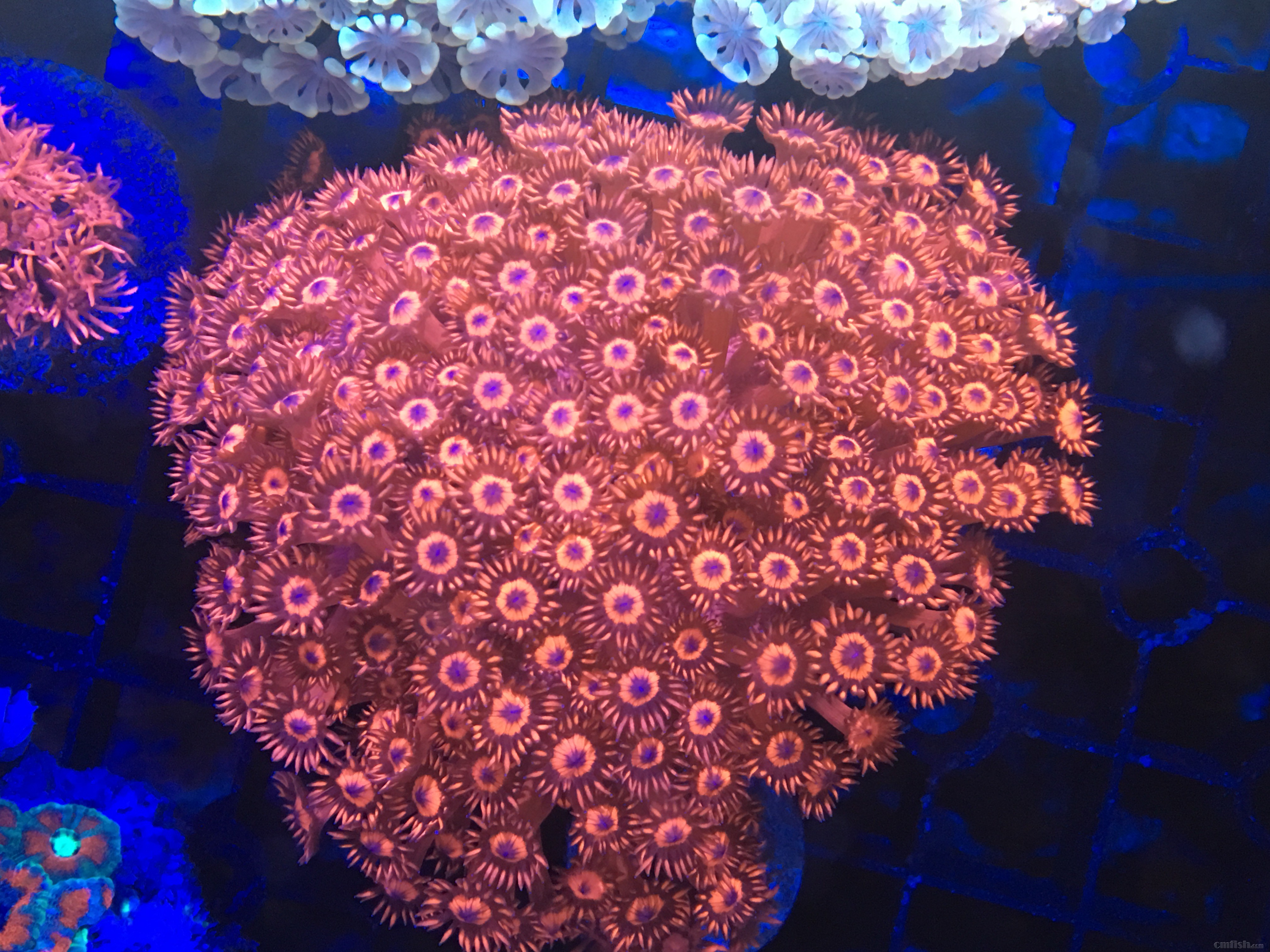 出澳洲极品管虫,精品珊瑚