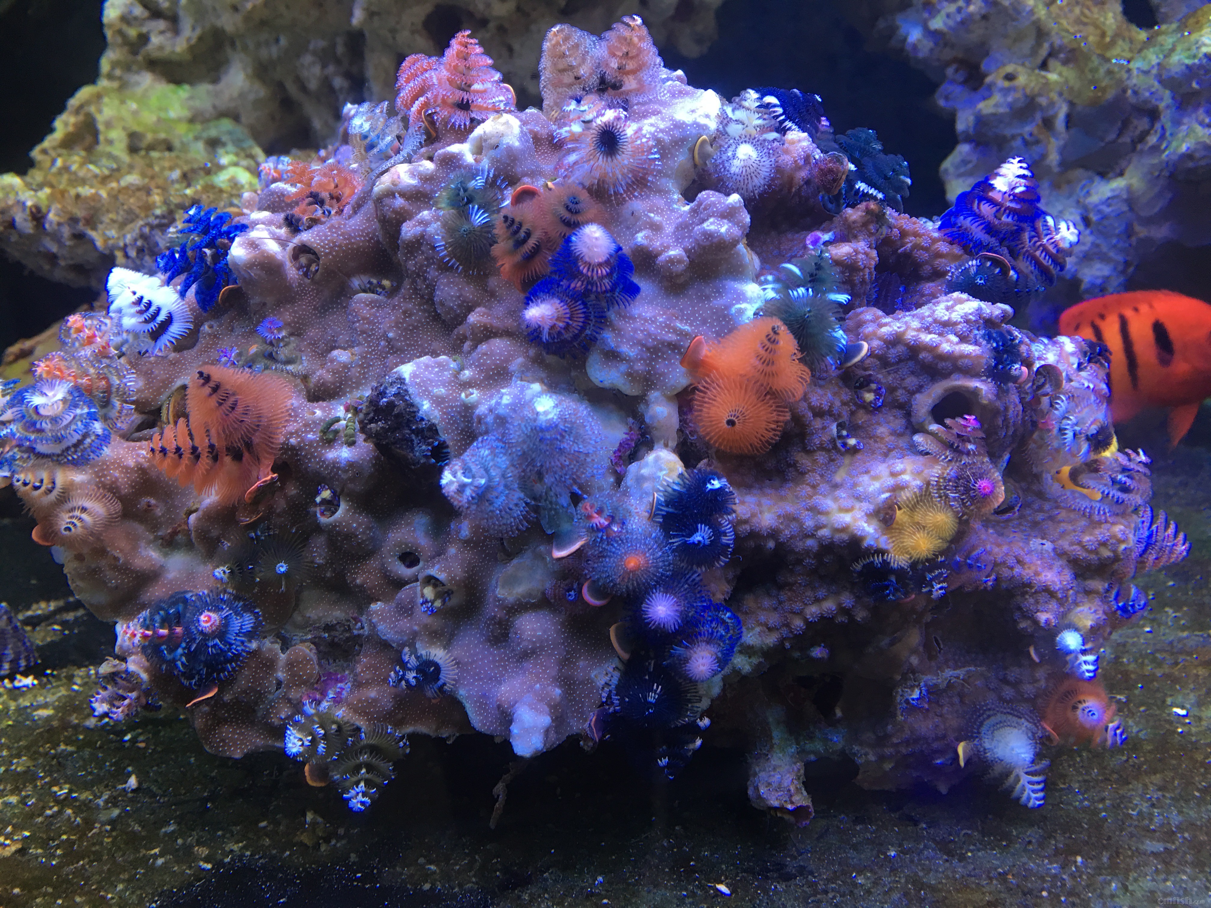 出澳洲极品管虫,精品珊瑚