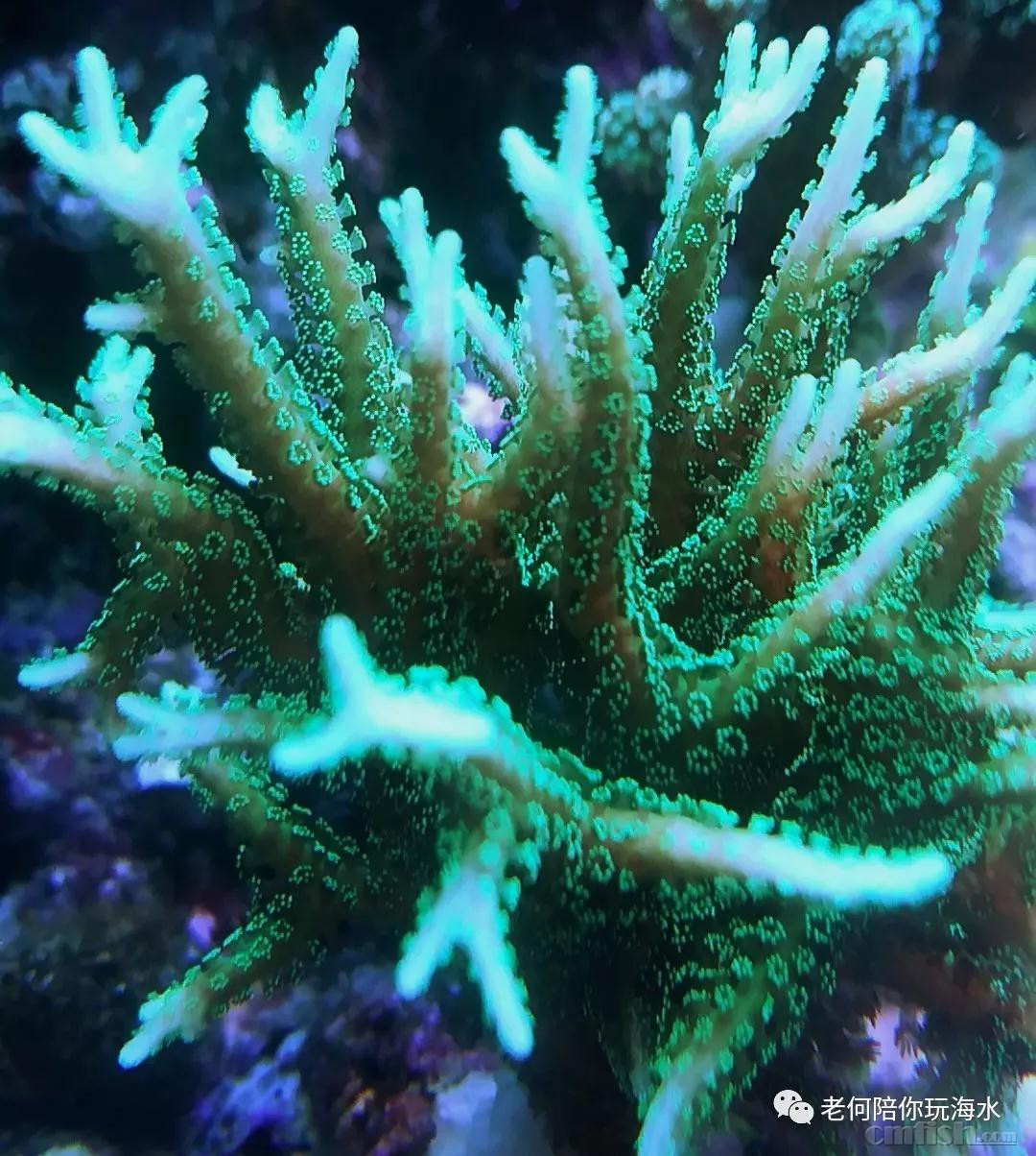 鸟巢/图钉/猫骨:①你喜欢的23种p属sps珊瑚全介绍