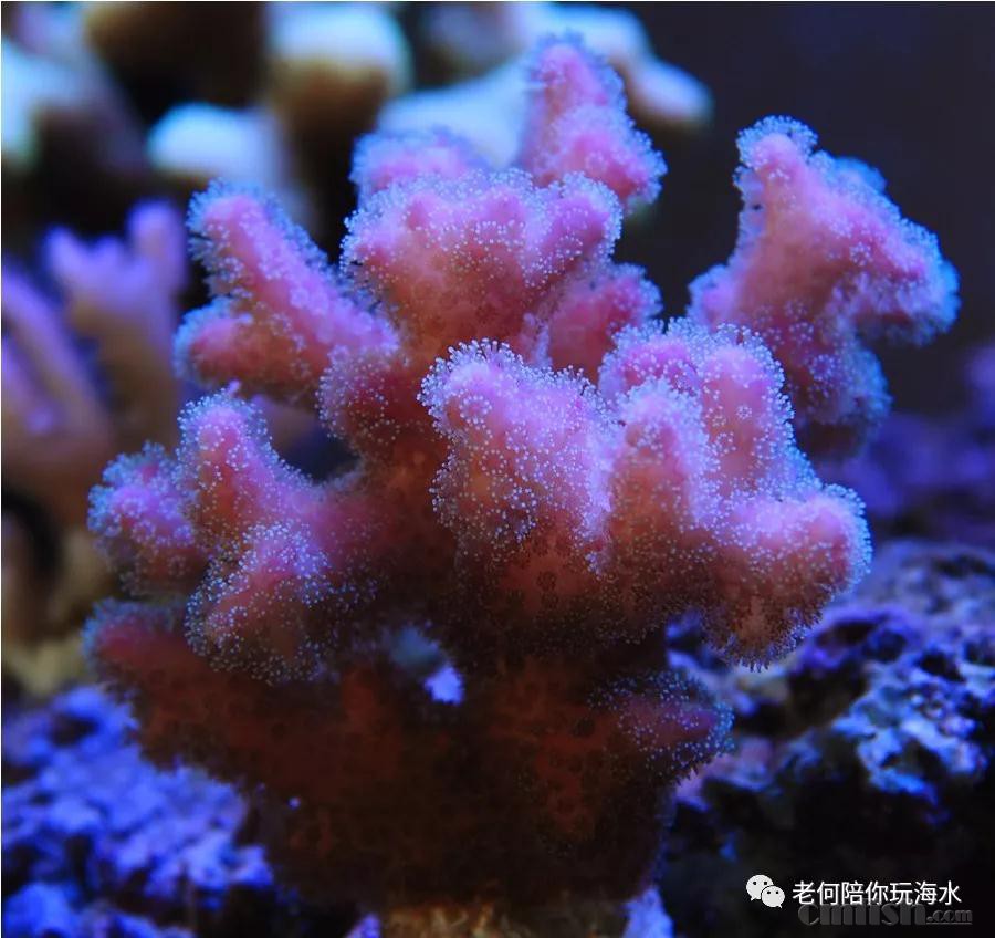 鸟巢/图钉/猫骨:①你喜欢的23种p属sps珊瑚全介绍