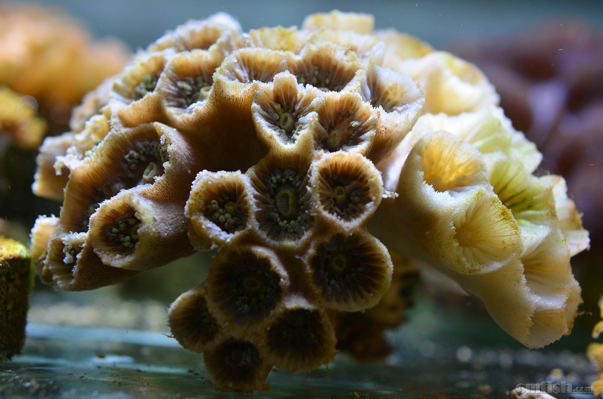 【wood】抢救灯琴 - lps珊瑚及软体 - cmf海友论坛 - powered by disc