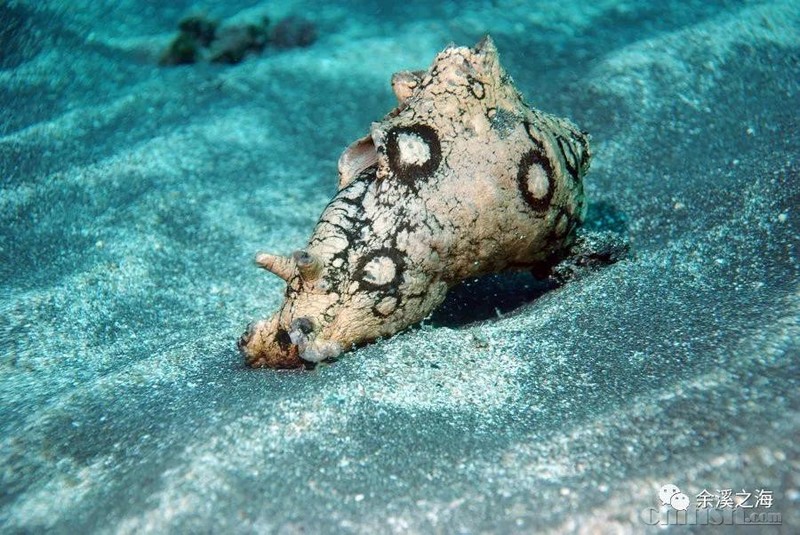 【余溪之海】又爱又恨的食藻海猪,买or不买?