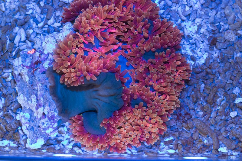 26号软体珊瑚 各种小精品!