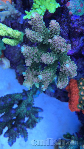 将来さん樣專用珊瑚 sps已3月不换水还能坚持多久- 珊瑚软体- CMF海水论坛- 手机版- Powered