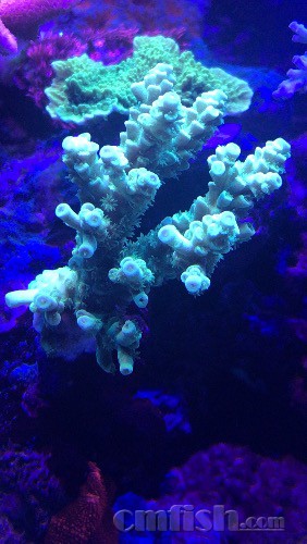 sps已3月不换水还能坚持多久- 珊瑚软体- CMF海水论坛- 手机版- Powered