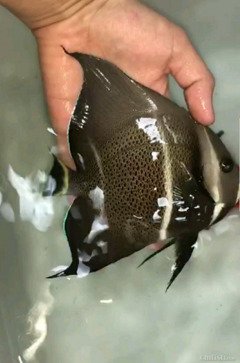 12月22日深水樱花宝石2只现货!