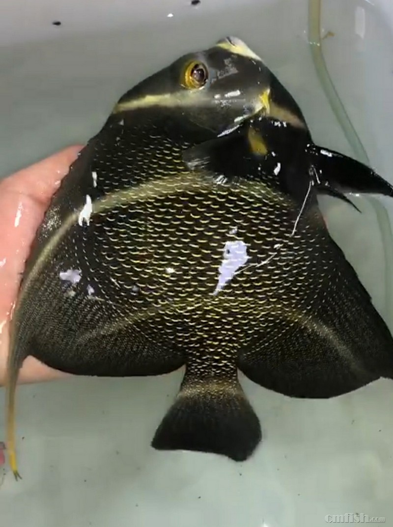 广州海峰水族-专业海水鱼珊瑚批发 - cmf海友论坛 - powered by