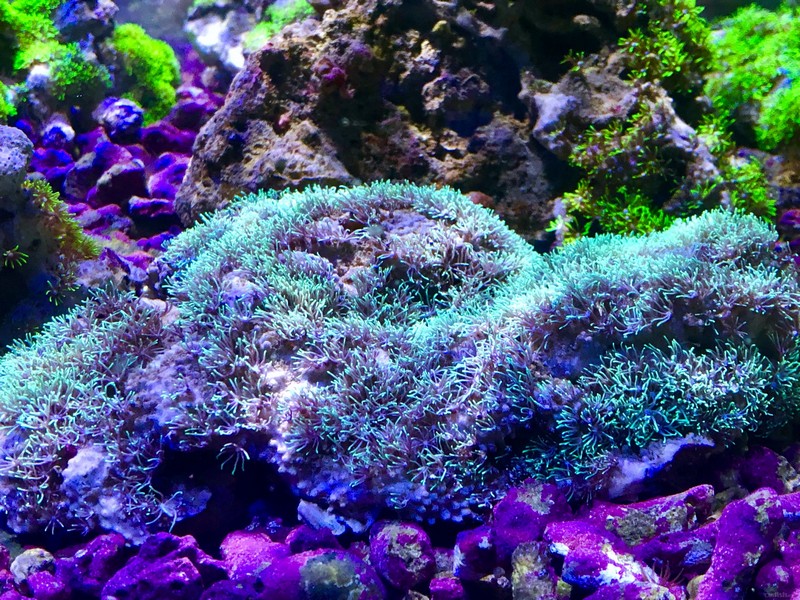 12月21日大量海水生物到货啦价格优惠感兴趣戳进来