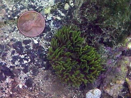 �չ̶���S. gigantea����.jpg