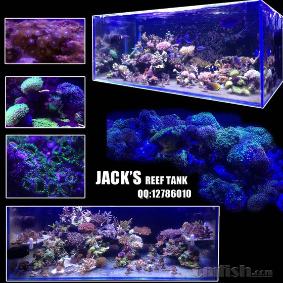 Jack�ĺ���.jpg