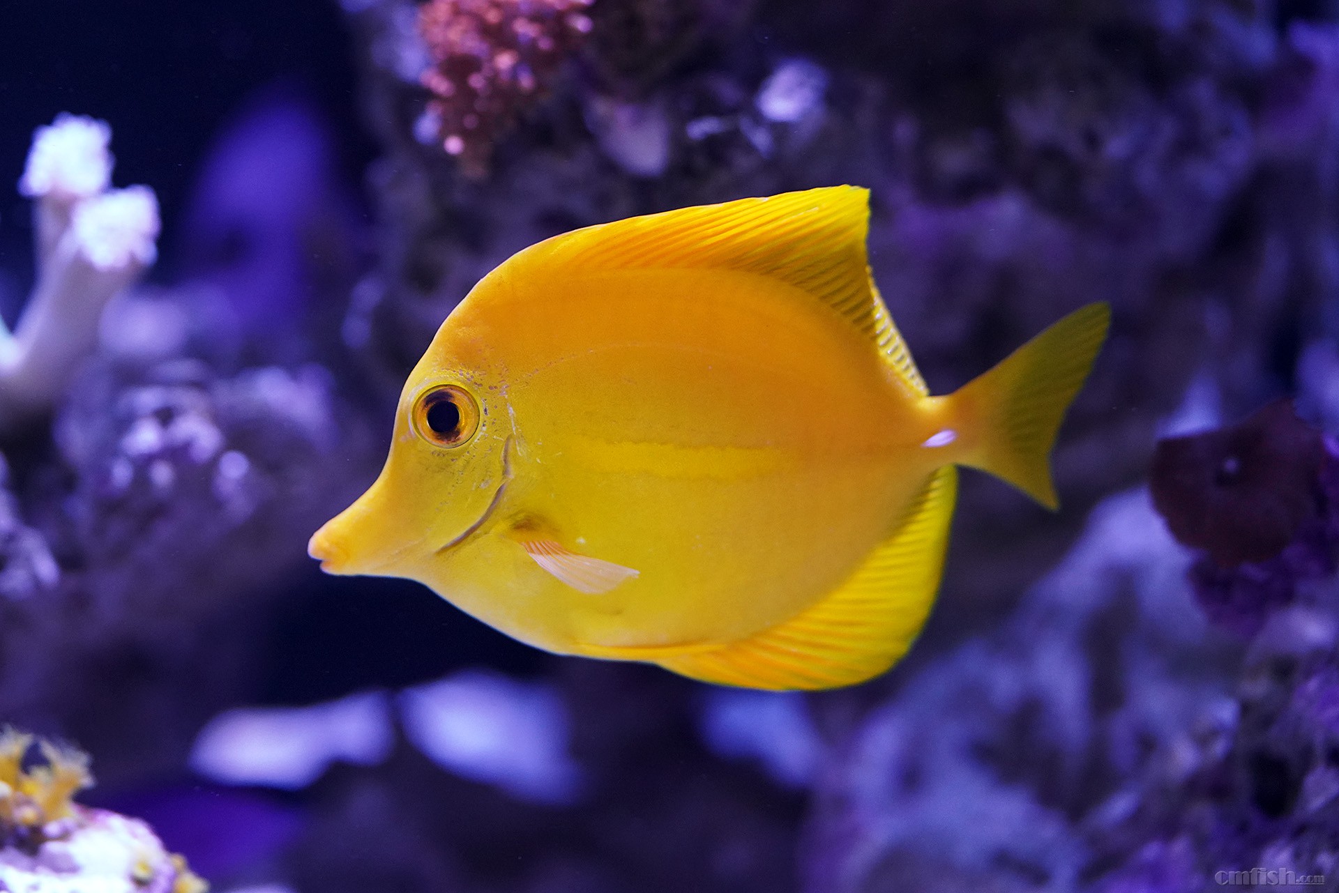 养了快一年的黄金吊老毛病了求大神帮忙