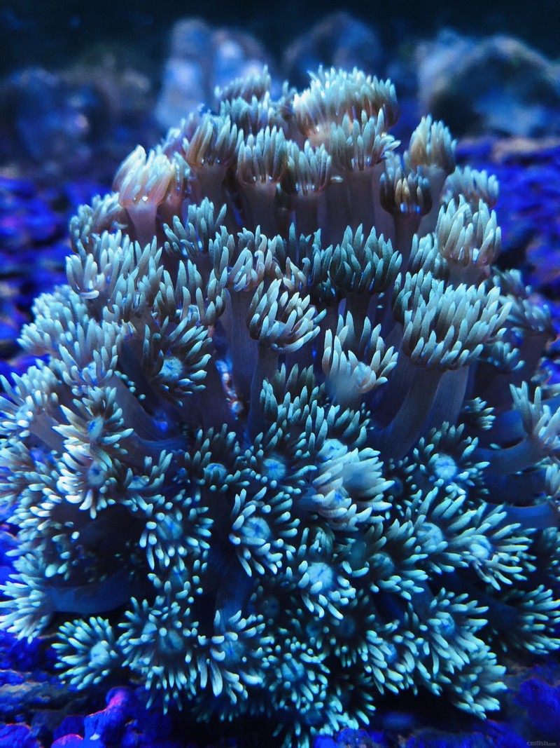 12月28日斯里兰卡新生物及进口珊瑚大量到货啦!