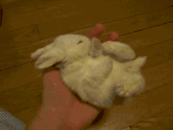 11.gif