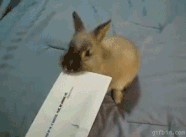 17.gif