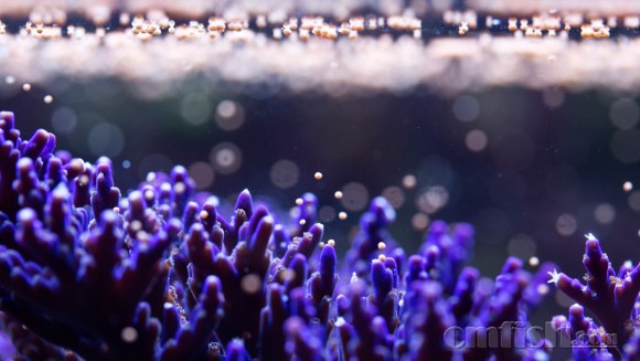 projectcoral-2.jpg