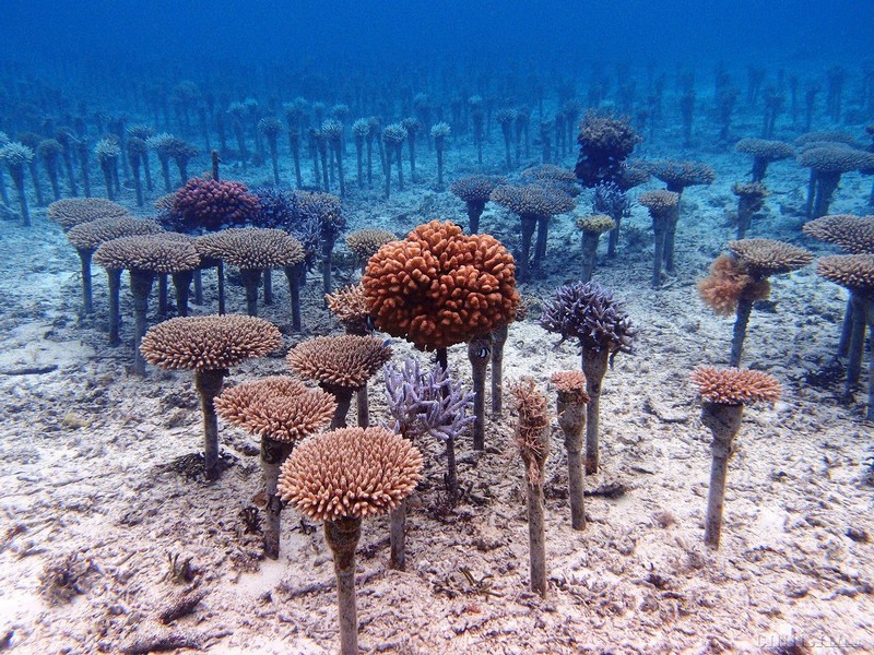 Coral Reef Preservation and Restoration Project-1.jpg