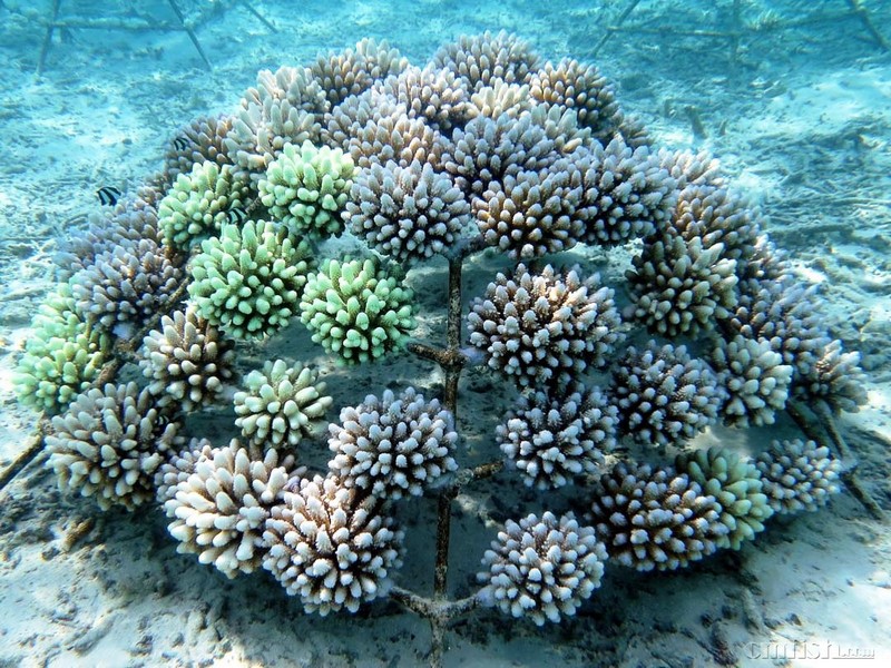 Coral-Bleaching-on-Reefscapers-Frames-Maldives-2.jpg