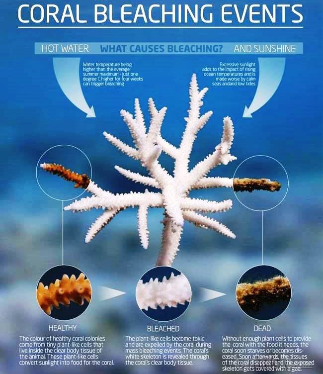 coral-bleaching.jpg.650x0_q70_crop-smart.jpg