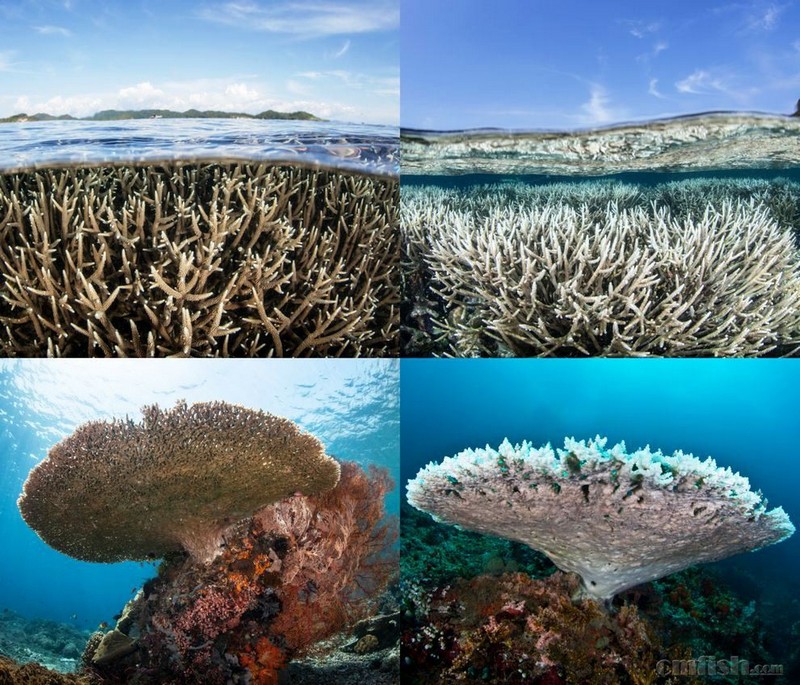 bleached-coral-comparison.jpg.990x0_q80_crop-smart.jpg