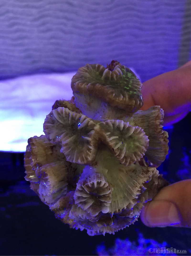 ���ʶ�.jpg