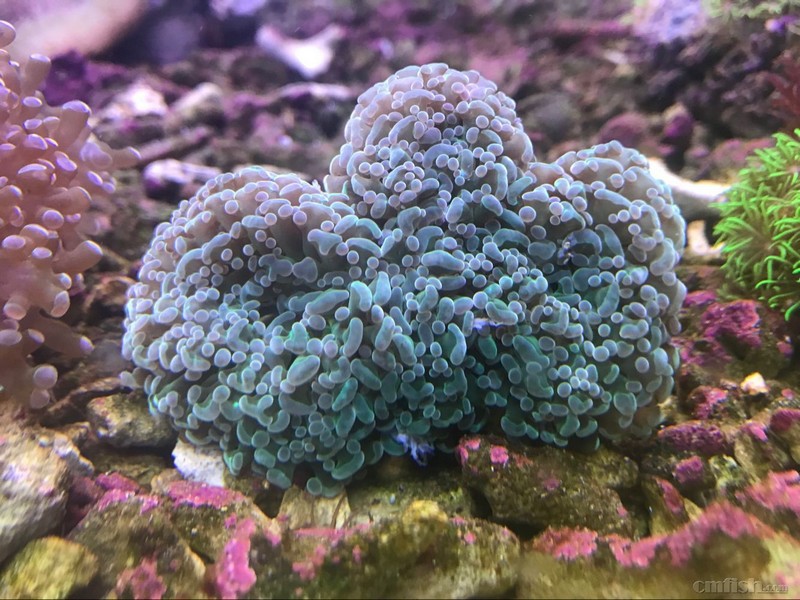 1月11日斯里兰卡新生物及进口珊瑚大量到货啦品种丰富戳进来