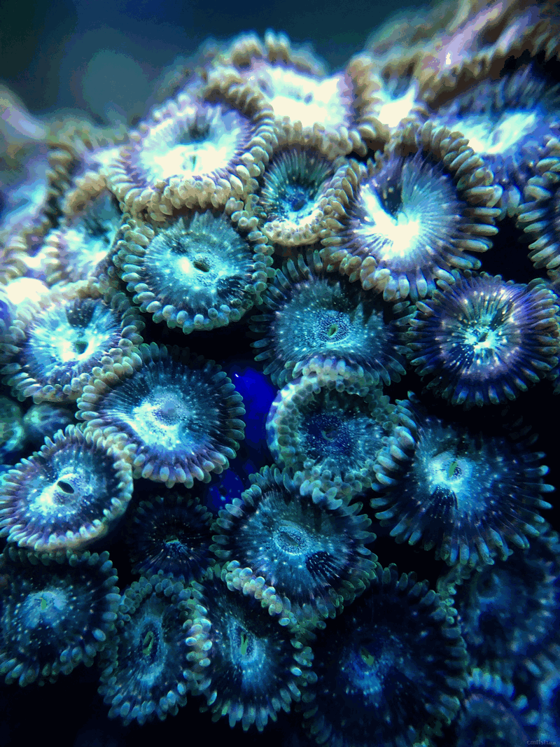 1月11日斯里兰卡新生物及进口珊瑚大量到货啦品种丰富戳进来