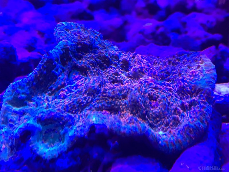 1月11日斯里兰卡新生物及进口珊瑚大量到货啦品种丰富戳进来