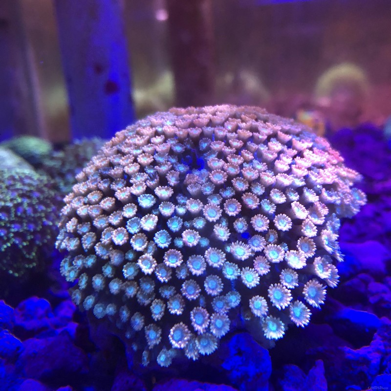 1月11日斯里兰卡新生物及进口珊瑚大量到货啦品种丰富戳进来