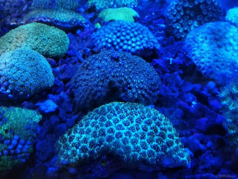 1月11日斯里兰卡新生物及进口珊瑚大量到货啦品种丰富戳进来