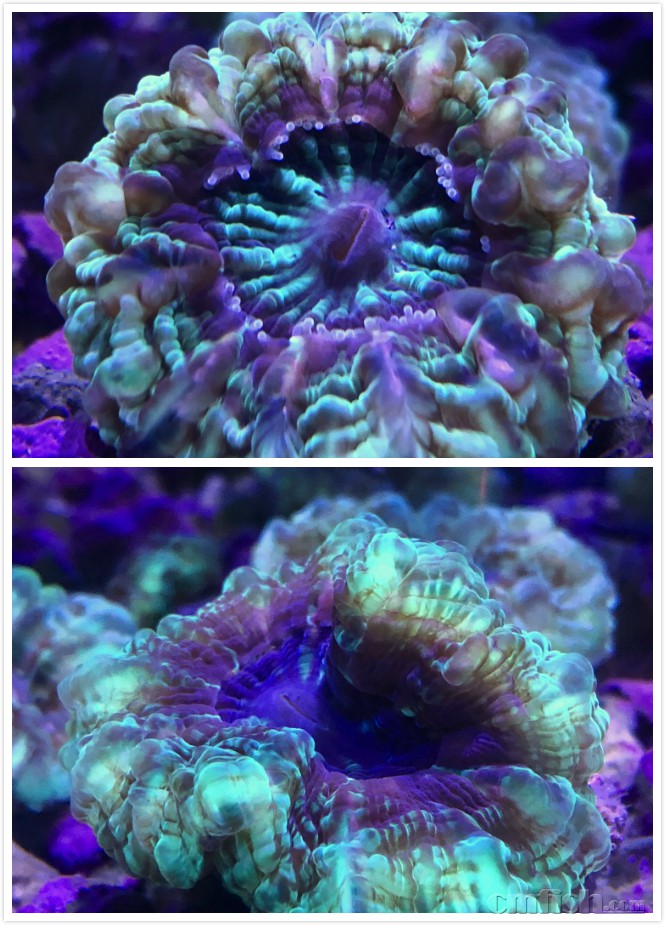 1月11日斯里兰卡新生物及进口珊瑚大量到货啦品种丰富戳进来