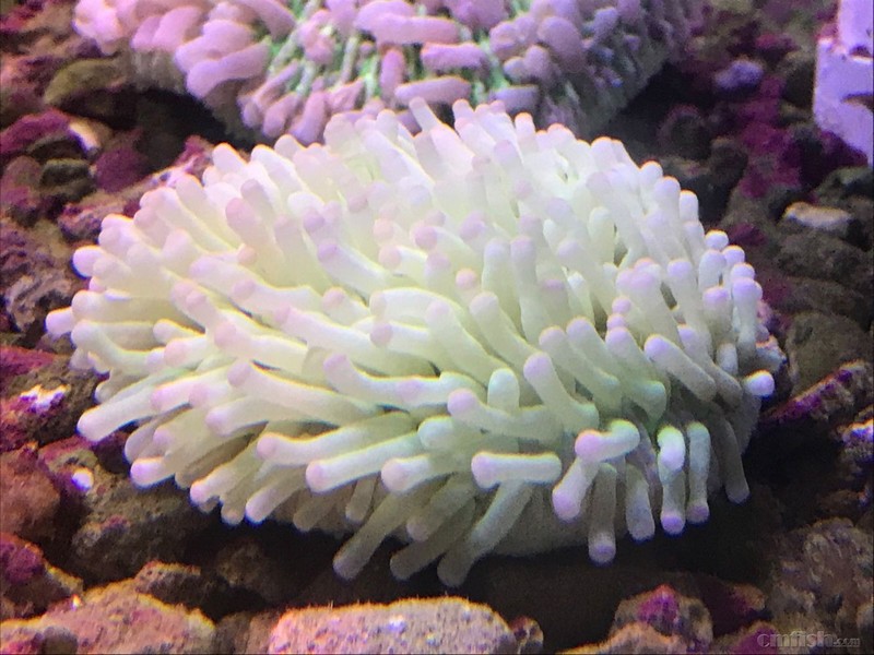 1月11日斯里兰卡新生物及进口珊瑚大量到货啦品种丰富戳进来