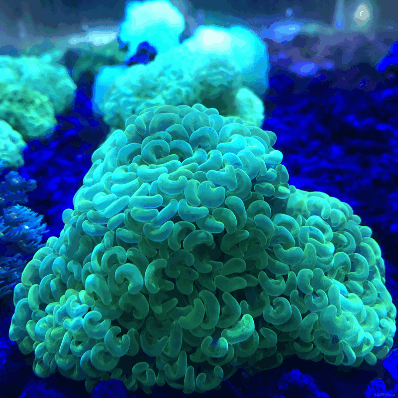 1月11日斯里兰卡新生物及进口珊瑚大量到货啦品种丰富戳进来