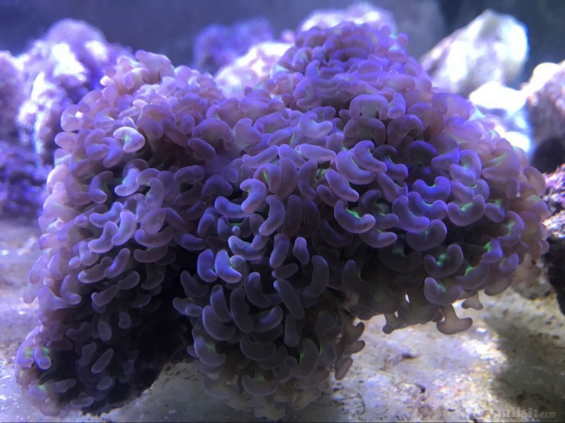 1月11日斯里兰卡新生物及进口珊瑚大量到货啦品种丰富戳进来