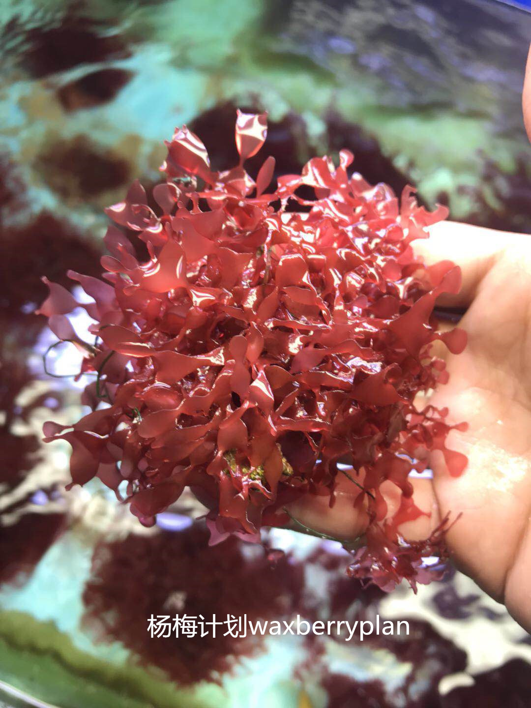 出自己繁殖的红千层藻,稀有红海藻,数量有限