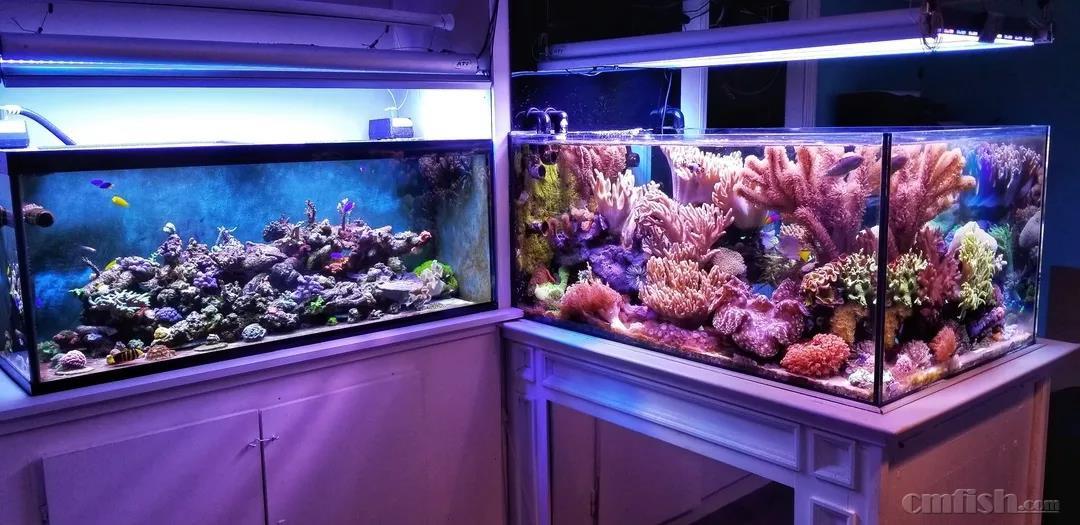 美！软珊瑚爱好者的梦想之缸- 鲲志贸易- CMF海水论坛- 手机版